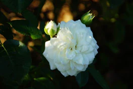 Weiße Schneewittchen Rose